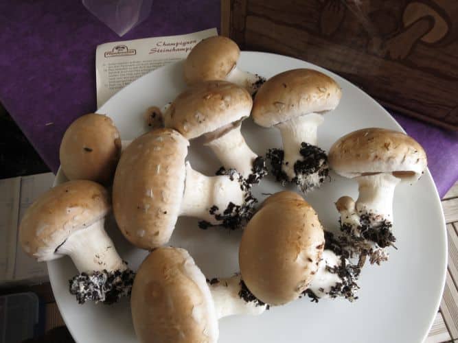 Pilze aus dem Pilzzuchtset ernten