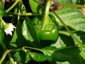 Paprika auf dem Balkon anbauen3