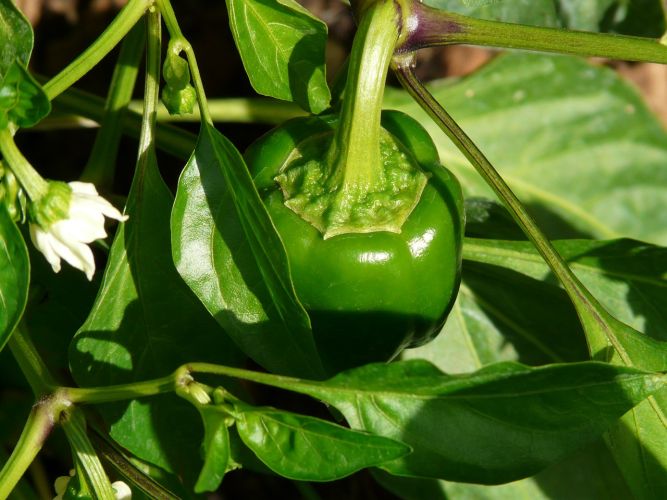 Paprika auf dem Balkon anbauen3