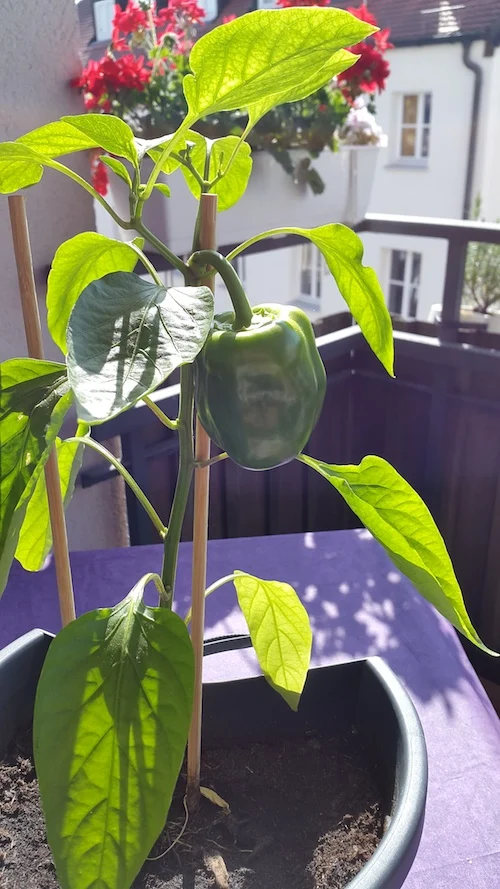 Paprika im Juli