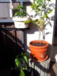 Setzlinge auf den Balkon umtopfen
