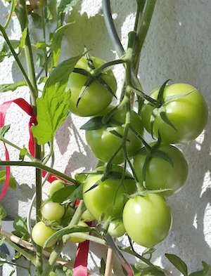 Tomate_Rispe