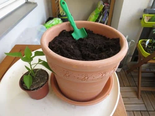 Paprika umpflanzen