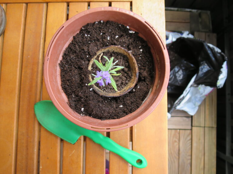Lavendel vermehren_2