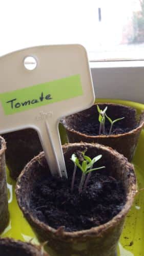 Tomaten Keimlinge