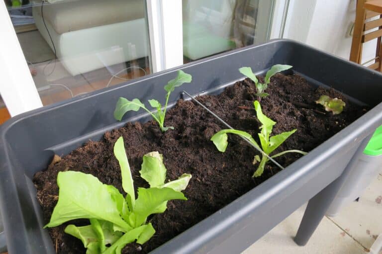 Blattsalat auf dem Balkon anbauen_3