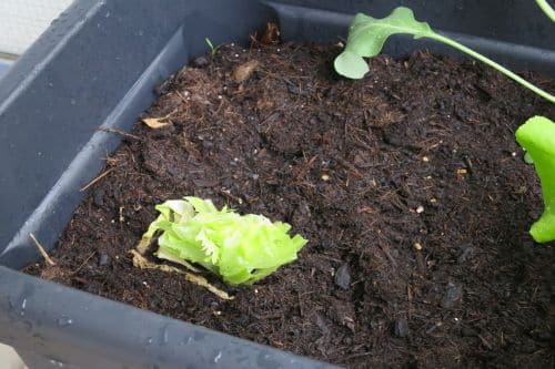 Blattsalat auf dem Balkon anbauen_5