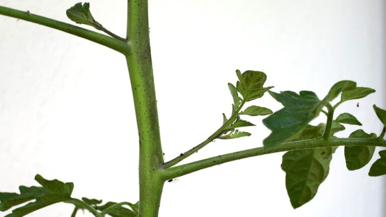 Geiztriebe am Gemüse ausgeizen