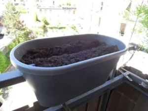 Möhren im Blumenkasten von Elho