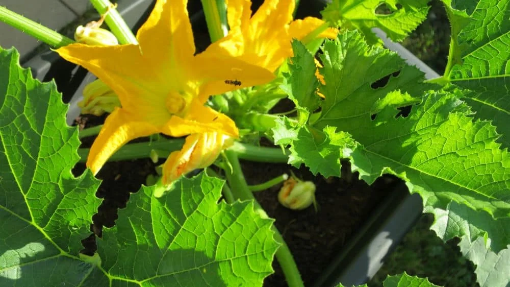 Zucchiniblüten selber von Hand bestäuben