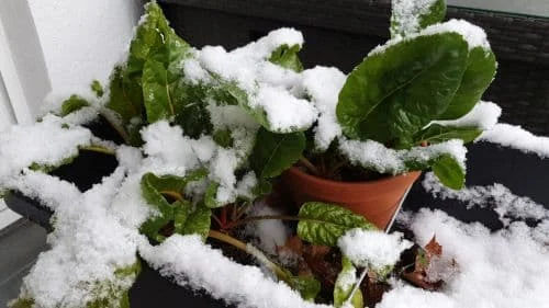 Mangold überwintern