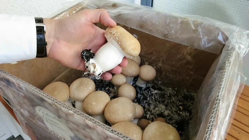Champignons im Pilzzuchtset anbauen