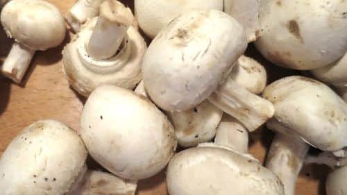 Pilze lagern