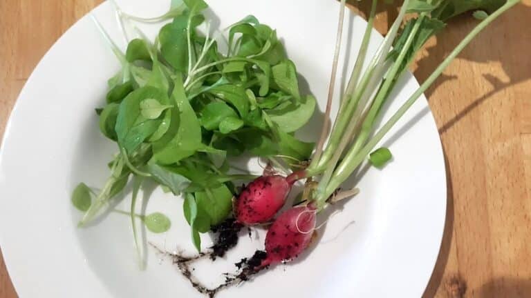 Erntezeit für Radieschen und Feldsalat