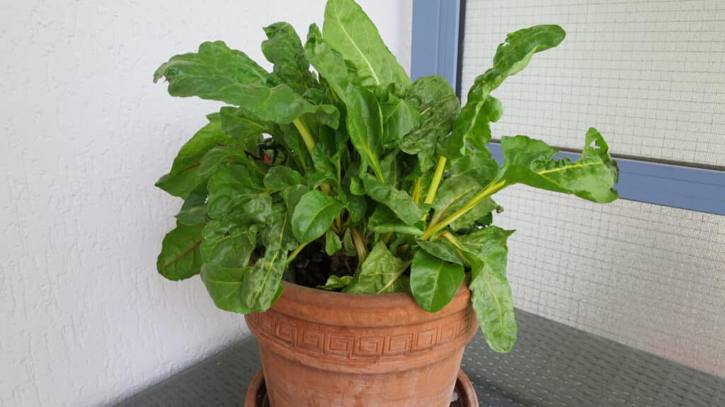 Mangold im zweiten Erntejahr auf dem Balkon