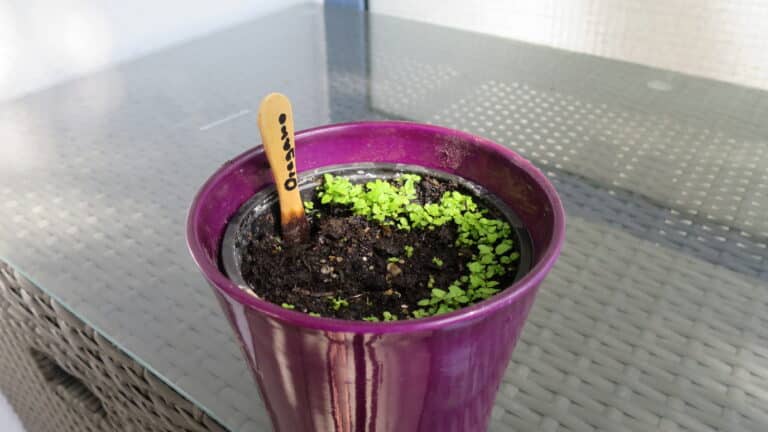Oreganokeimlinge vier Wochen
