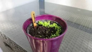 Oreganokeimlinge vier Wochen
