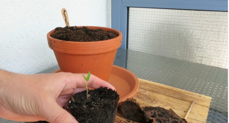 Nach dem Paprika aussäen die Keimlinge richtig umtopfen