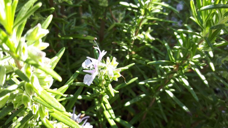 Rosmarin Blüte