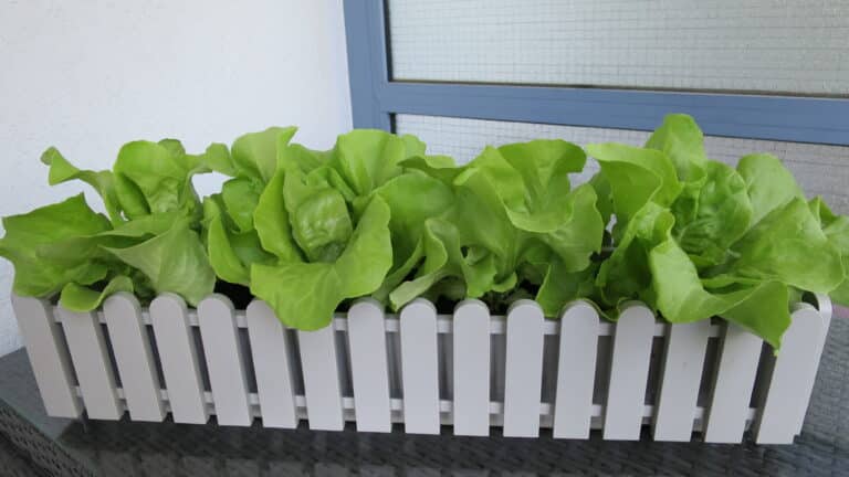 Kopfsalat im Blumenkasten