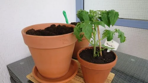 Physalis richtig umtopfen
