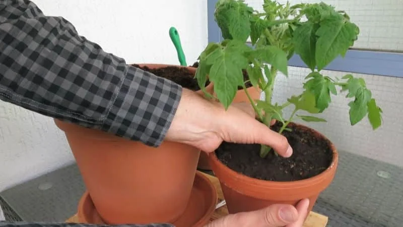 Tomaten richtig umtopfen