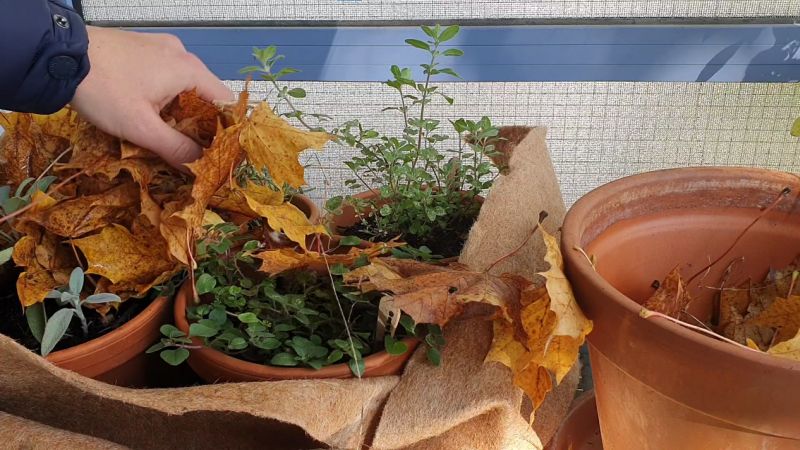 Kräuter auf dem Balkon überwintern und Blumentöpfe winterfest machen