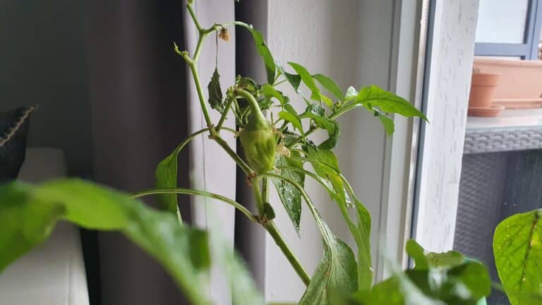 Paprika im Winter