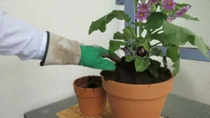 Aubergine im Blumentopf