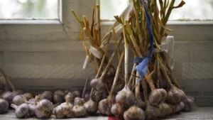Knoblauch auf dem Balkon anbauen