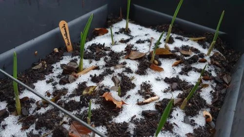 Knoblauch_6 Wochen_16_9_500 Knoblauch im Februar anbauen