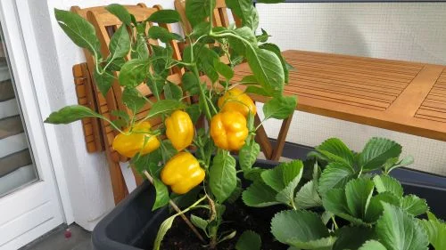 Paprika-Pflanze in einem Balkon-Hochbeet
