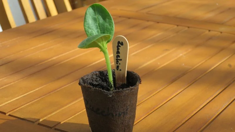 Zucchini_14 Tage_16_9_800 Zucchini aus Samen anziehen