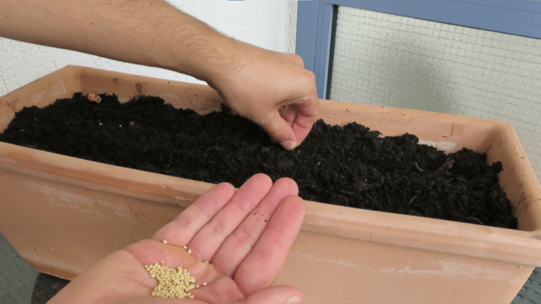Feldsalat im Blumenkasten aussäen