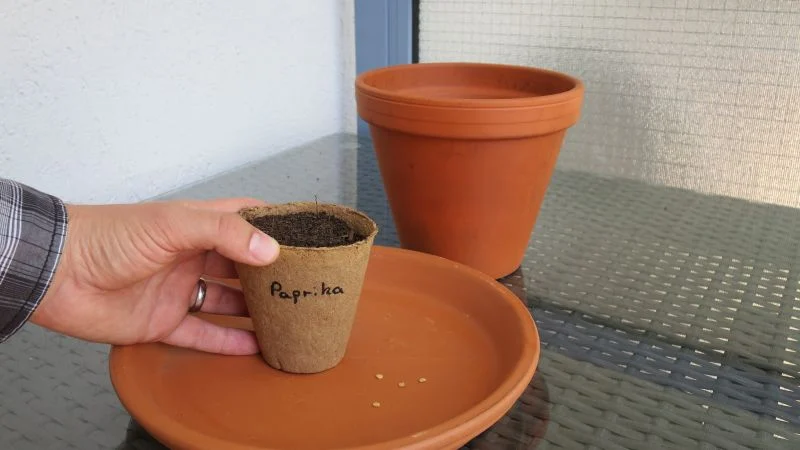 Paprika aussäen