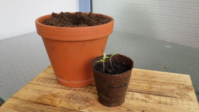 Tomaten aussäen und umtopfen