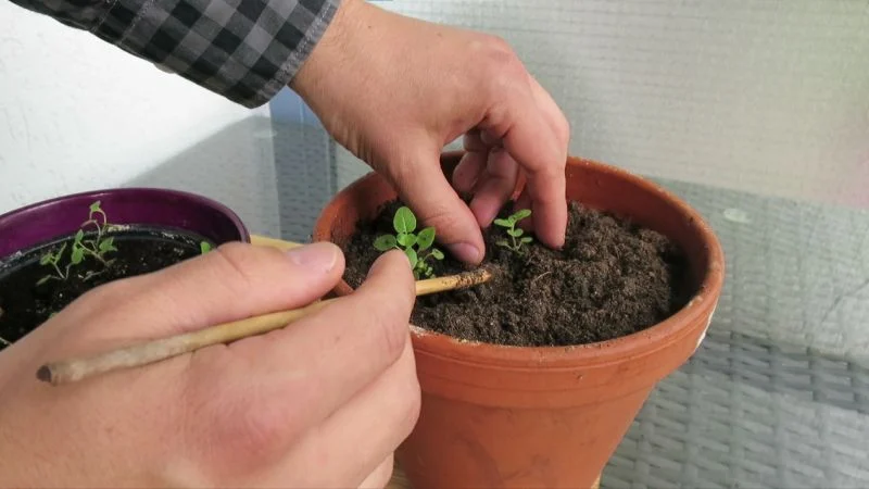 Oregano aus Samen anziehen_19_9_800 Oregano im Februar anziehen
