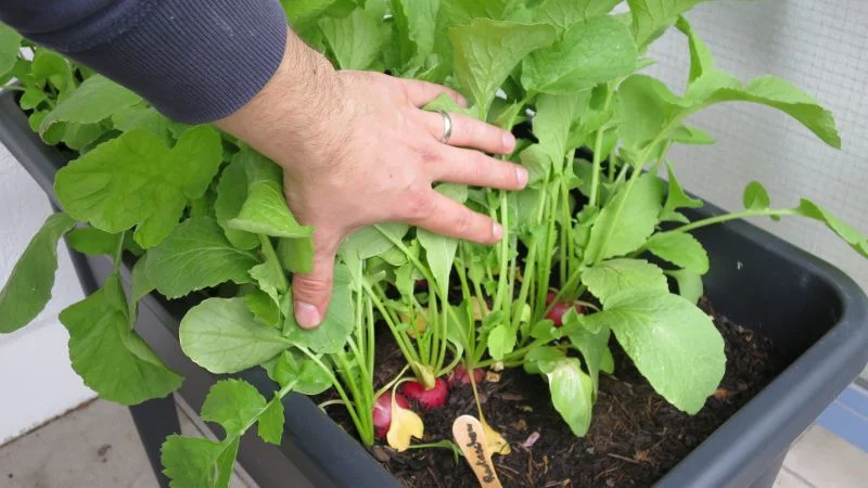 Radieschen ernten_16_9_800 Radieschen ernten