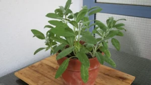 Salbei auf dem Balkon anbauen im Blumentopf