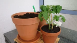 Tomaten auf dem Balkon anbauen