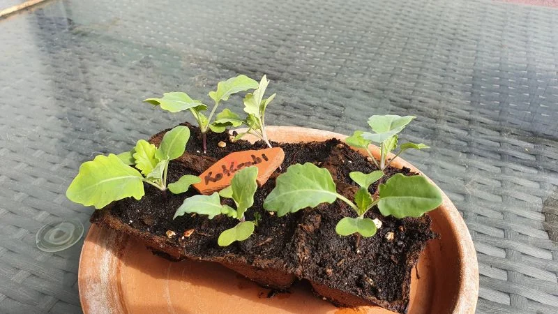 Kohlrabi Keimlinge_6 Wochen (3)_16_9_800 Kohlrabi im März anziehen