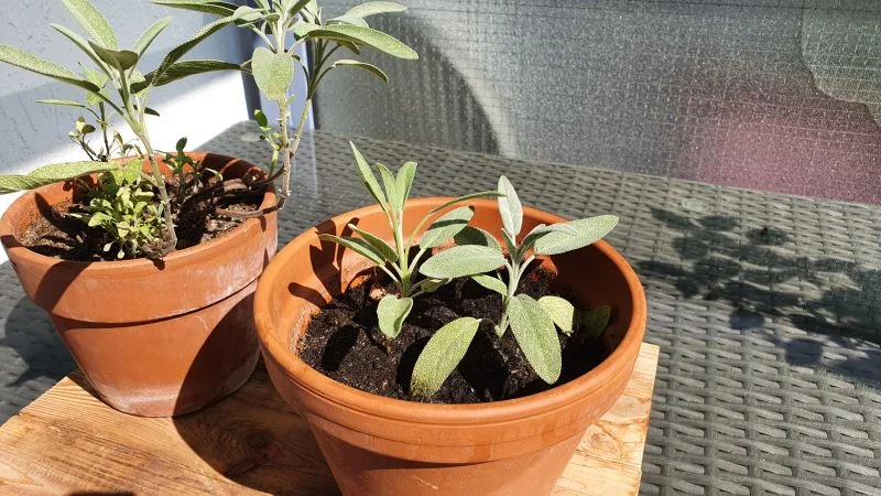 Salbei im Blumentopf