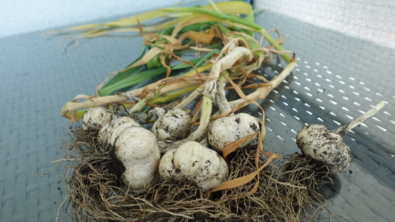 Knoblauchzehen nachreifen