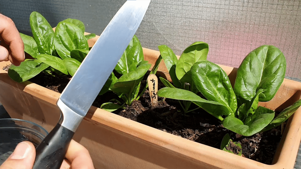 Spinat richtig schneiden und ernten aus dem Blumenkasten