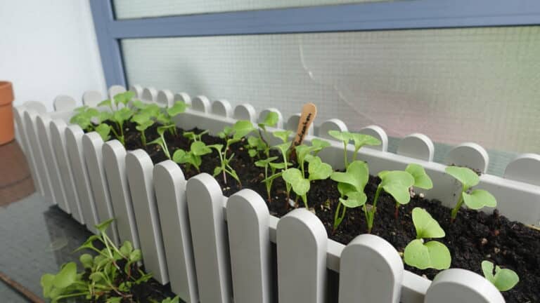 Radieschen im Blumenkasten