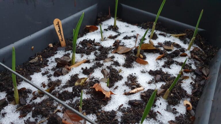 Knoblauch Anzucht 6 Wochen