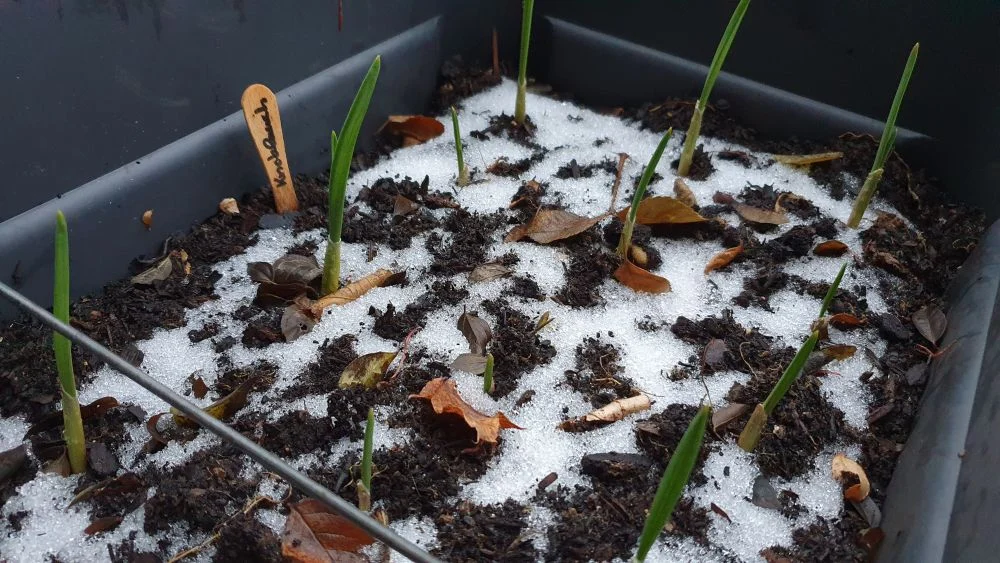 Knoblauch_6 Wochen_16_9_1000 Gemüse und Kräuter im Februar anbauen Knoblauch