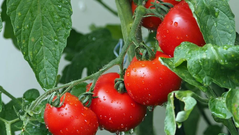 Tomaten an der Rebe_16_9_1000 Tomaten im Februar anziehen