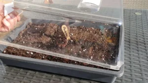 Zimmergewächshaus_Anzucht aus Samen_16_9_1200 Kräuter im Zimmergewächshaus vorziehen