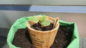 Blumenkohl im Pflanzsack